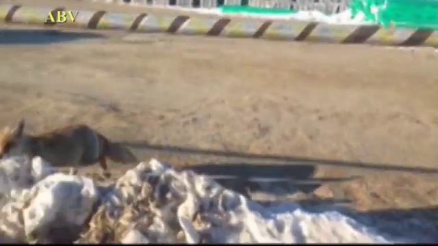 Корсак - степная лиса нападает. Dog fox attacks смотреть онлайн