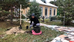 ГОРТЕНЗИЯ МЕТЕЛЬЧАТАЯ ЛАЙМЛАЙТ ПОСАДКА 4К