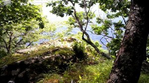 ID1557/ФГБУ Земля леопарда/Кошачьи/Хозяин заповедника Кедровая падь (5)