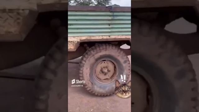 юмор #смех #приколы #смешно #прикол #ржака #мемы #мем #смехдослез #жиза
