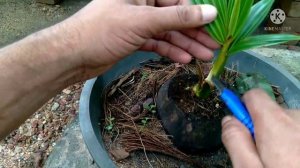 How to make coconut bonsai step by step