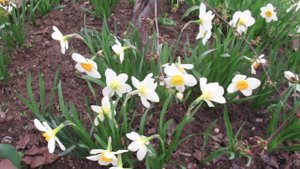 Первоцветы на клумбе: как ухаживать за нарциссами