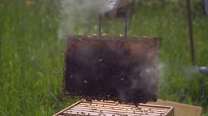 ПЧЁЛЫ далеко не только мёд. Интересные факты. Обучающее видео для развития