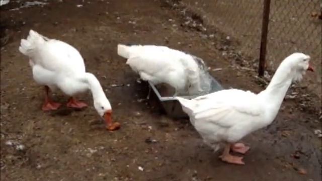 Холмогоры. Гуси. Много фото, видео здесь http://idvor.by/ смотреть онлайн