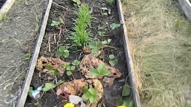 Бархатцы в начале осени