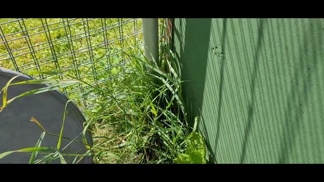 Триммер кусторез аккумуляторный huter get 3 6 - как быстро избавиться от поросли вокруг цветника? смотреть онлайн