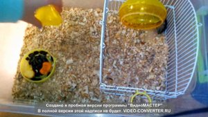 ХОМЯК - ЧТО НУЖНО ДЛЯ ПОЯВЛЕНИЯ ХОМЯКА ДОМА | КАК ОБУСТРОИТЬ КЛЕТКУ