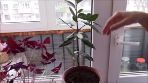 Мои комнатные растения. Комнатные цветы