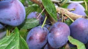 Как поливать сливу.Как часто поливать сливу