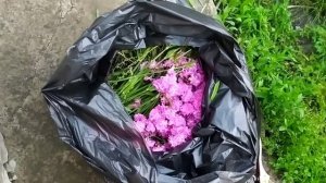 Лихнес (Смолка) . Размножение Посадка Уход.