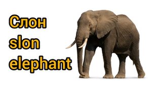 Как произносится слон по-русски