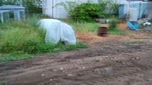 Работа самодельной копалки после дождика. Самодельный трактор