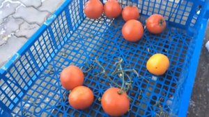 Удачи и неудачи холодного лета 2017 года  Урожай в Подмосковье