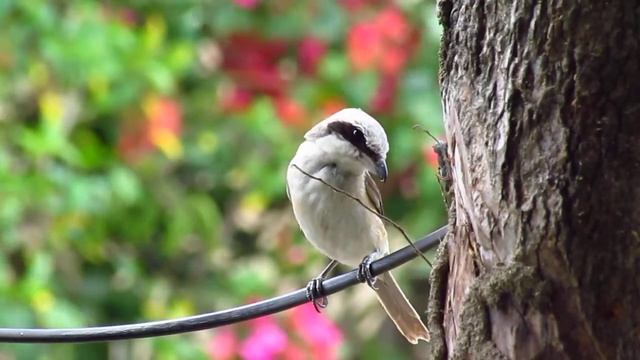 Canon SX30 is смотреть онлайн