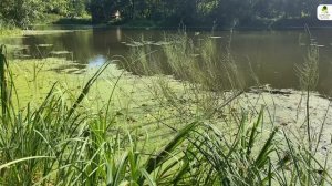 Памятник природы «Парк санатория «Воробьево» 19/142.
 #здравствуйте_явашаООПТ⠀