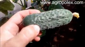 Огурец СВ 3506 - лучший выбор для ранних урожаев