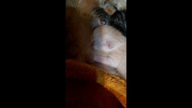 Котята