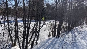 Деревянные охотничьи лыжи с камусом ! Полное покрытие