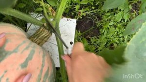 Сбор урожая тыквы