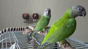 Сенегальский попугай.