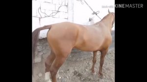 Таджикистане продают лошадь на рынок