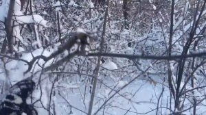 Зимой в лесу