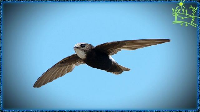 Голоса птиц Как поёт Стриж малый (Apus affinis).mp4 смотреть онлайн
