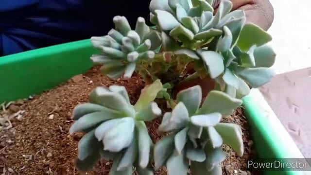 Echiveria Topsy Turvey plant care and repotting.#Echiveriaplantcare смотреть онлайн