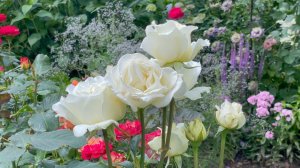 Июль в Саду 23 июля 2023 часть 6