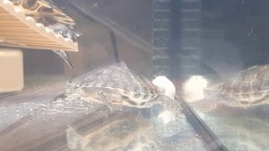 Кальций для красноухой черепахи. Кальциевая подкормка