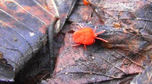 Красный бархатный клещ ( Trombidiidae )