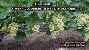 ? Никогда не начинай обрезку винограда пока не ... Когда можно обрезать виноград без вреда.