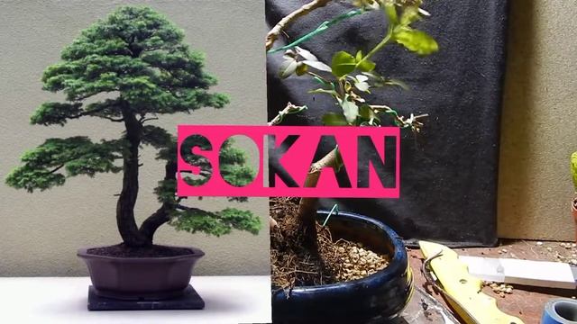 #бонсайSOKAN.Японская концепция отца и сына. смотреть онлайн