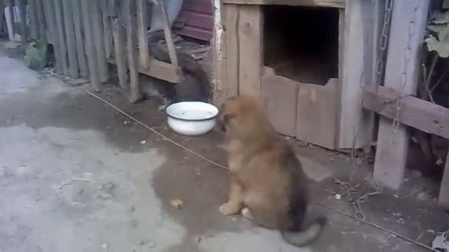 Кот нападает на собаку смотреть онлайн