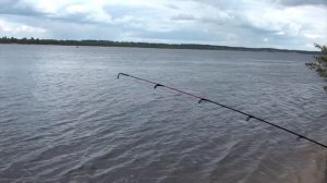 Чехонь на фидер Рыбалка на Волге на пенопласт с опарышем.