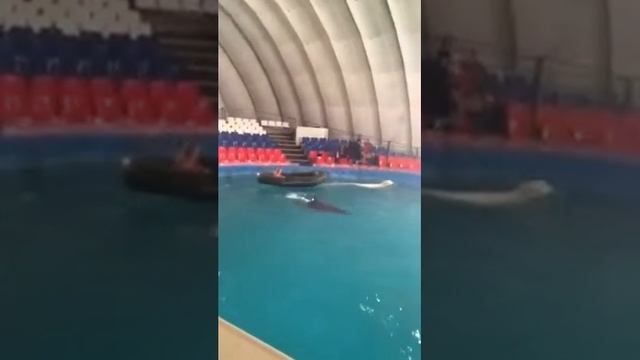 Шоу дельфинов и белуги смотреть онлайн