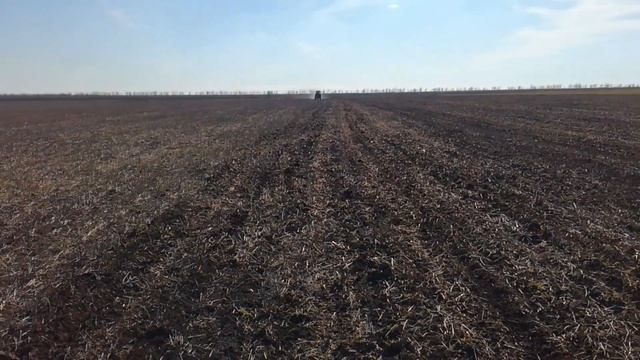 Посев ярового ячменя No till сеялкой сзс 2.1