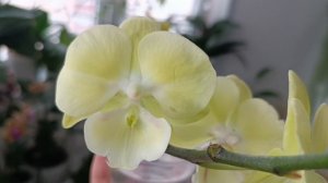 Что НОВОГО на моих ОРХО-ПОЛОЧКАХ🌷☀🏡