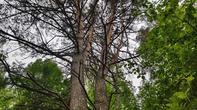 Голавль на КИТАЙСКИЙ CHUBBY! смотреть онлайн