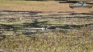 Как поймать карася ночью? Ночная ловля карася.