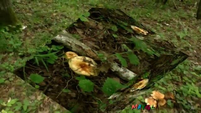 Грибы в Лесу Подосиновики Валуи смотреть онлайн