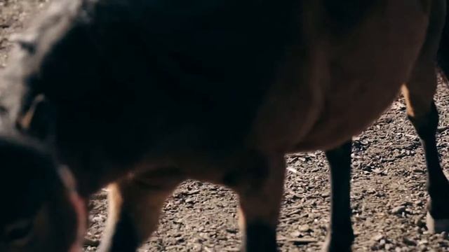 Экскурсия к мини лошадям "Костин Двор" смотреть онлайн