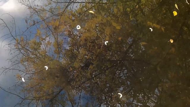 Водяные крысы на Везёлке, Белгород. Кормим Чипсами смотреть онлайн