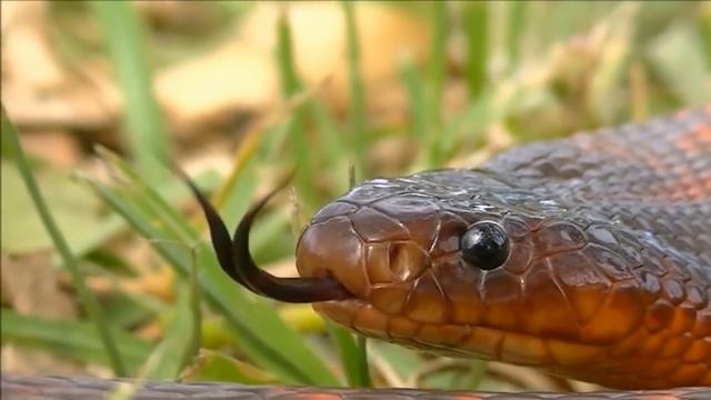 Most Venomous Snakes in the World смотреть онлайн