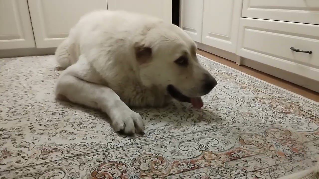 Можно ли держать азиата в квартире? Спросите у Хильды... смотреть онлайн