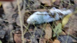 Рост форели за 3 недели.