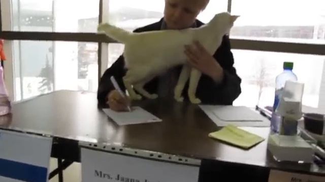 Балинез на выставке кошек Содружество смотреть онлайн