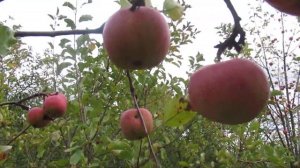 Виктор Безгодков. Красные яблоки красное лето.
