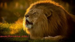 Как завоевать мужчину Льва