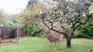 Deers in the garden